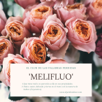 Melifluo_EJDS
